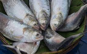 दुर्गा पूजा से पहले भारतीय बाजारों में दिखने लगेगी हिल्सा मछली दुर्गा पूजा से पहले भारतीय बाजारों में दिखने लगेगी हिल्सा मछली