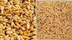 खरीफ खाद्यान्न उत्पादन 2025-26 में 17.13 करोड़ के लक्ष्य से अधिक रहेगा : कृषि आयुक्त खरीफ खाद्यान्न उत्पादन 2025-26 में 17.13 करोड़ के लक्ष्य से अधिक रहेगा : कृषि आयुक्त