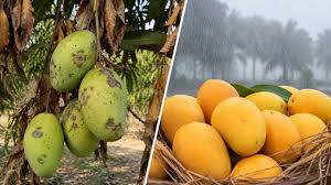 मौसम की मार से हिमसागर आम के निर्यात पर संकट, निर्यातक परेशान मौसम की मार से हिमसागर आम के निर्यात पर संकट, निर्यातक परेशान