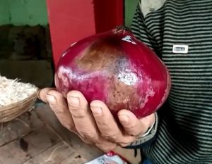 तुर्की से आई प्याज, वजन 875 ग्राम, कीमत 87 रुपए 50 पैसे