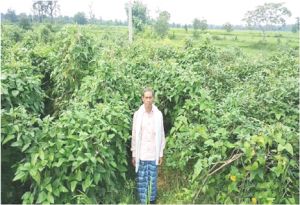बाड़ी योजना अंतर्गत सब्जी उत्पादक कृषकों के खिले चेहरे