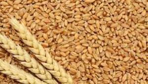 गेहूं की खरीद अबतक 12 प्रतिशत बढ़कर 111 लाख टन पर