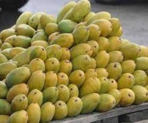 बाजारों में पहुंचने लगा आमों का राजा ‘दशहरी’, कई देशों में भेजा जाएगा