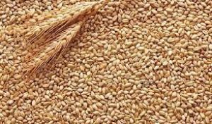  सरकार की चावल खरीद अबतक 5.58 करोड़ टन पर, गेहूं खरीद 2.62 करोड़ टन