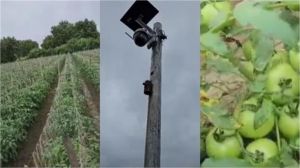  टमाटर पर नजर रखने के लिए किसान ने खेत में लगाया सीसीटीवी कैमरा