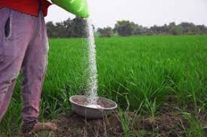  नैनो तरल यूरिया उपयोग के नतीजों का आकलन करे उर्वरक विभाग: संसदीय समिति