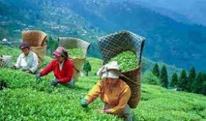  स्टार्टअप कंपनी की मणिपुर में चाय की खेती को बढ़ावा देने की योजना