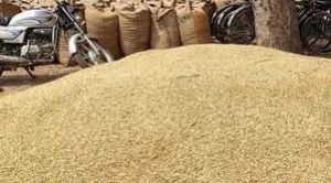 हिमाचल में धान खरीद पिछले साल से बढ़कर 20,993 टन तक पहुंची