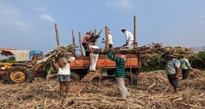 गन्‍ने के शीरे पर सरकार ने लगाया 50 प्रतिशत का निर्यात-शुल्‍क, खाद्य-तेलों पर आयात-शुल्‍क की वर्तमान-दरें बरकरार