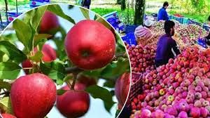 देश भर में कश्मीर से 1.3 लाख मीट्रिक टन से अधिक ताजे फल भेजे गए