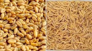 खरीफ खाद्यान्न उत्पादन 2025-26 में 17.13 करोड़ के लक्ष्य से अधिक रहेगा : कृषि आयुक्त