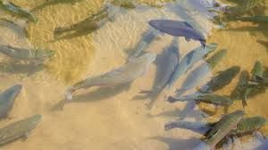 देश में आरएएस तकनीक वाले पहले ट्राउट मछली फार्म का हैदराबाद में उद्धाटन देश में आरएएस तकनीक वाले पहले ट्राउट मछली फार्म का हैदराबाद में उद्धाटन