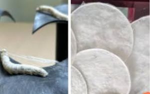 आईआईटी-बंबई ने रेशम कीड़ों को मारे बिना रेशम उत्पादन तकनीक विकसित की