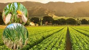   जायद फसलों की हल्की बढ़त के साथ 69.06 लाख हेक्टेयर क्षेत्र में बुवाई