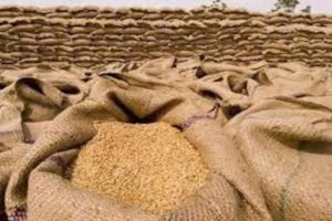 गेहूं खरीद अबतक 11 प्रतिशत घटकर 148 लाख टन