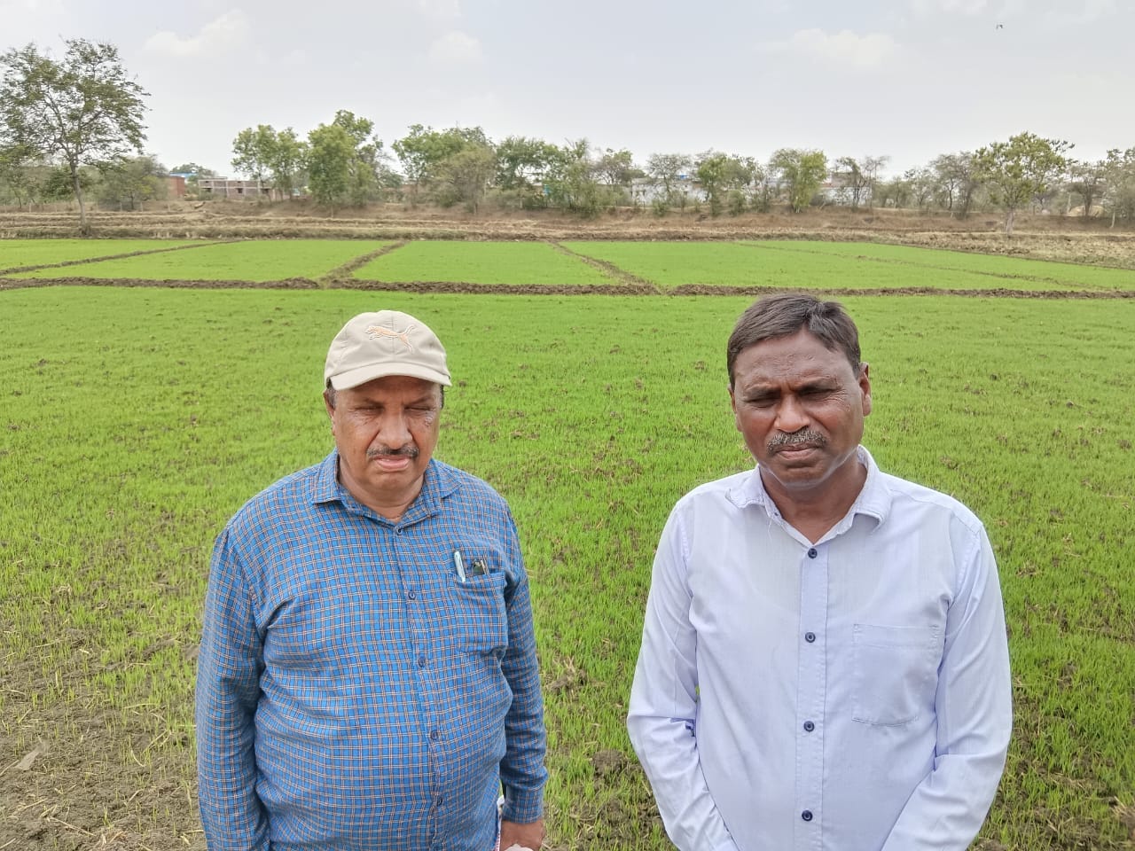 बोआई के पहले 563 हेक्टेयर में तैयार हुई धान की नर्सरी बोआई के पहले 563 हेक्टेयर में तैयार हुई धान की नर्सरी