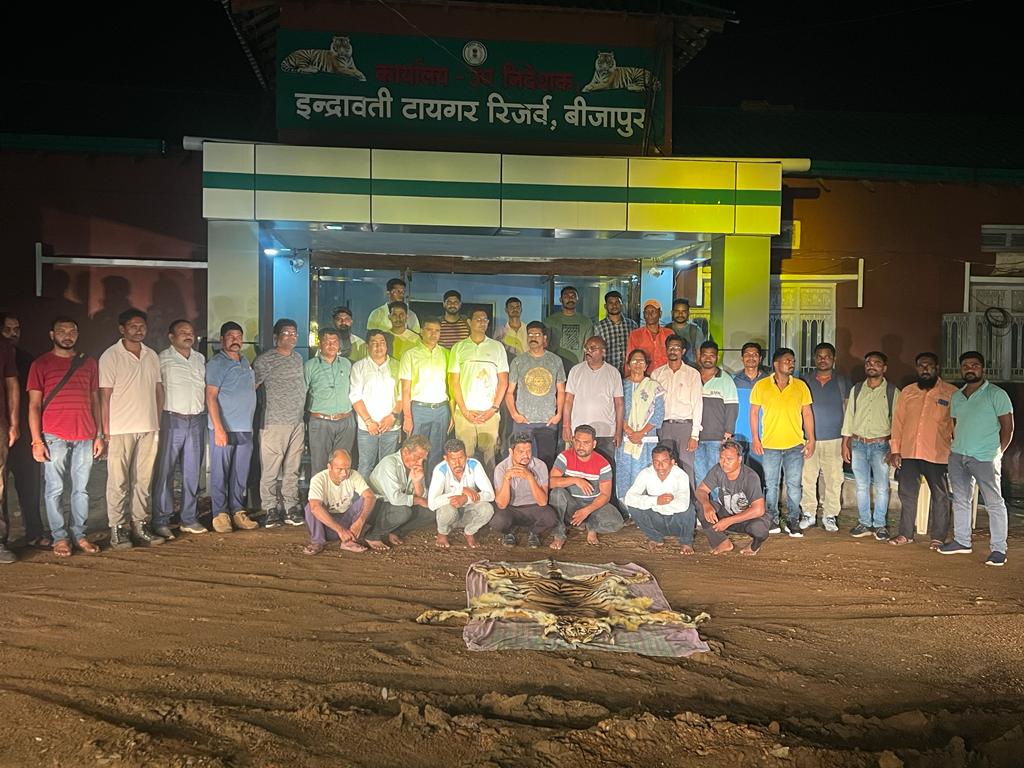 बीजापुर वन विभाग की टीम ने बाघ की खाल जप्त की...7 आरोपी गिरफ्तार... बीजापुर वन विभाग की टीम ने बाघ की खाल जप्त की...7 आरोपी गिरफ्तार...