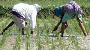 3 लाख 33 हजार हेक्टेयर में खरीफ फसलों की हो चुकी बोनी 3 लाख 33 हजार हेक्टेयर में खरीफ फसलों की हो चुकी बोनी