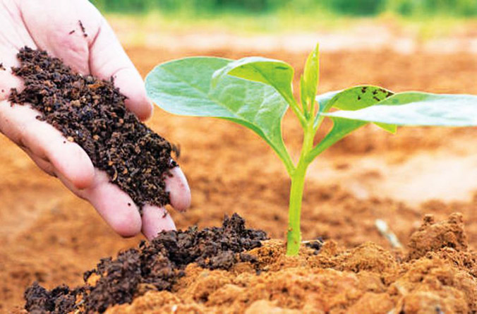 राज्य में जैविक खेती की ओर किसानों का बढ़ा रूझान राज्य में जैविक खेती की ओर किसानों का बढ़ा रूझान