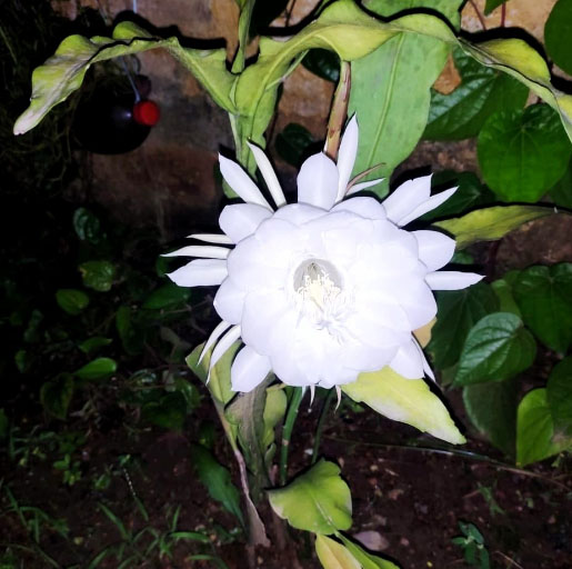 टाउनशिप के सेक्टर सात में खिला दुर्लभ प्रजाति का ब्रह्मकमल टाउनशिप के सेक्टर सात में खिला दुर्लभ प्रजाति का ब्रह्मकमल