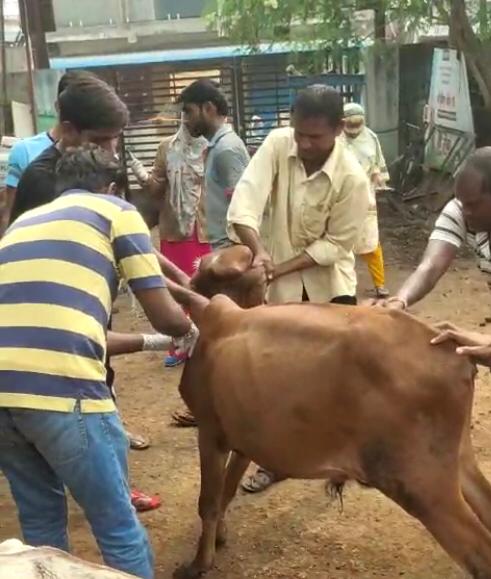 कलेक्टर के निर्देश पर गौवंशियों को लंपी वायरस से बचाने नगर निगम ने शुरू किया अभियान कलेक्टर के निर्देश पर गौवंशियों को लंपी वायरस से बचाने नगर निगम ने शुरू किया अभियान