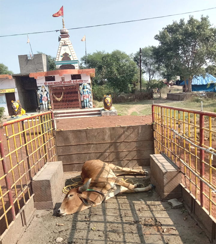 काऊ कैचर टीम ने डुंडा से अस्वस्थ गाय को पहुंचाया पशु चिकित्सालय काऊ कैचर टीम ने डुंडा से अस्वस्थ गाय को पहुंचाया पशु चिकित्सालय