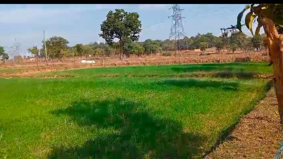 विकसित भारत संकल्प यात्रा : खेती के नवाचारों से किसान हो रहे अवगत विकसित भारत संकल्प यात्रा : खेती के नवाचारों से किसान हो रहे अवगत