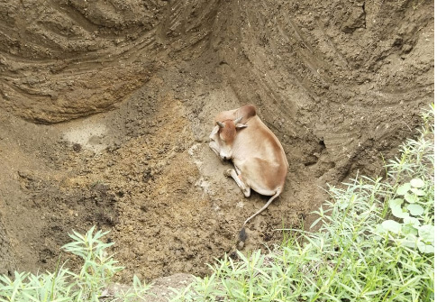 निगम जोन 9 की टीम ने गड्ढे में गिरे मवेशी को सुरक्षित बाहर निकाला निगम जोन 9 की टीम ने गड्ढे में गिरे मवेशी को सुरक्षित बाहर निकाला