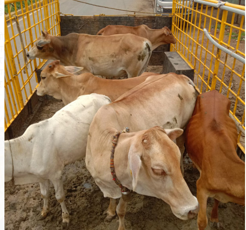 नगर निगम द्वारा आवारा मवेशियों की धरपकड़ निरन्तर जारी नगर निगम द्वारा आवारा मवेशियों की धरपकड़ निरन्तर जारी