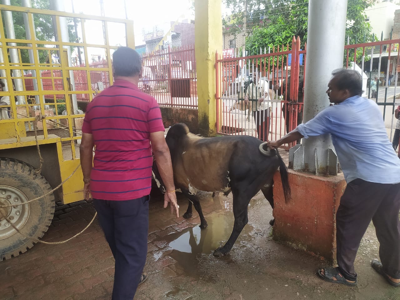 आवारा घूम रहे मवेशियो के धड़पकड़ की कार्यवाही लगातार जारी आवारा घूम रहे मवेशियो के धड़पकड़ की कार्यवाही लगातार जारी