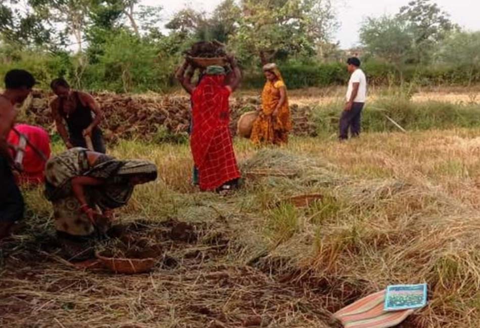 मनरेगा से बंजर भूमि में लौटी हरियाली मनरेगा से बंजर भूमि में लौटी हरियाली