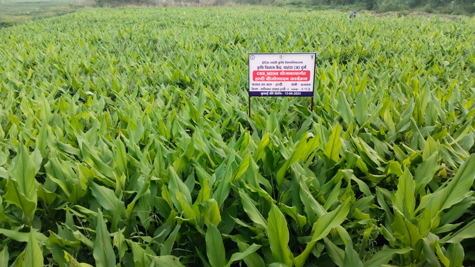 कृषि विज्ञान केन्द्र पाहंदा में एक दिवसीय निःशुल्क प्रशिक्षण 18 को कृषि विज्ञान केन्द्र पाहंदा में एक दिवसीय निःशुल्क प्रशिक्षण 18 को