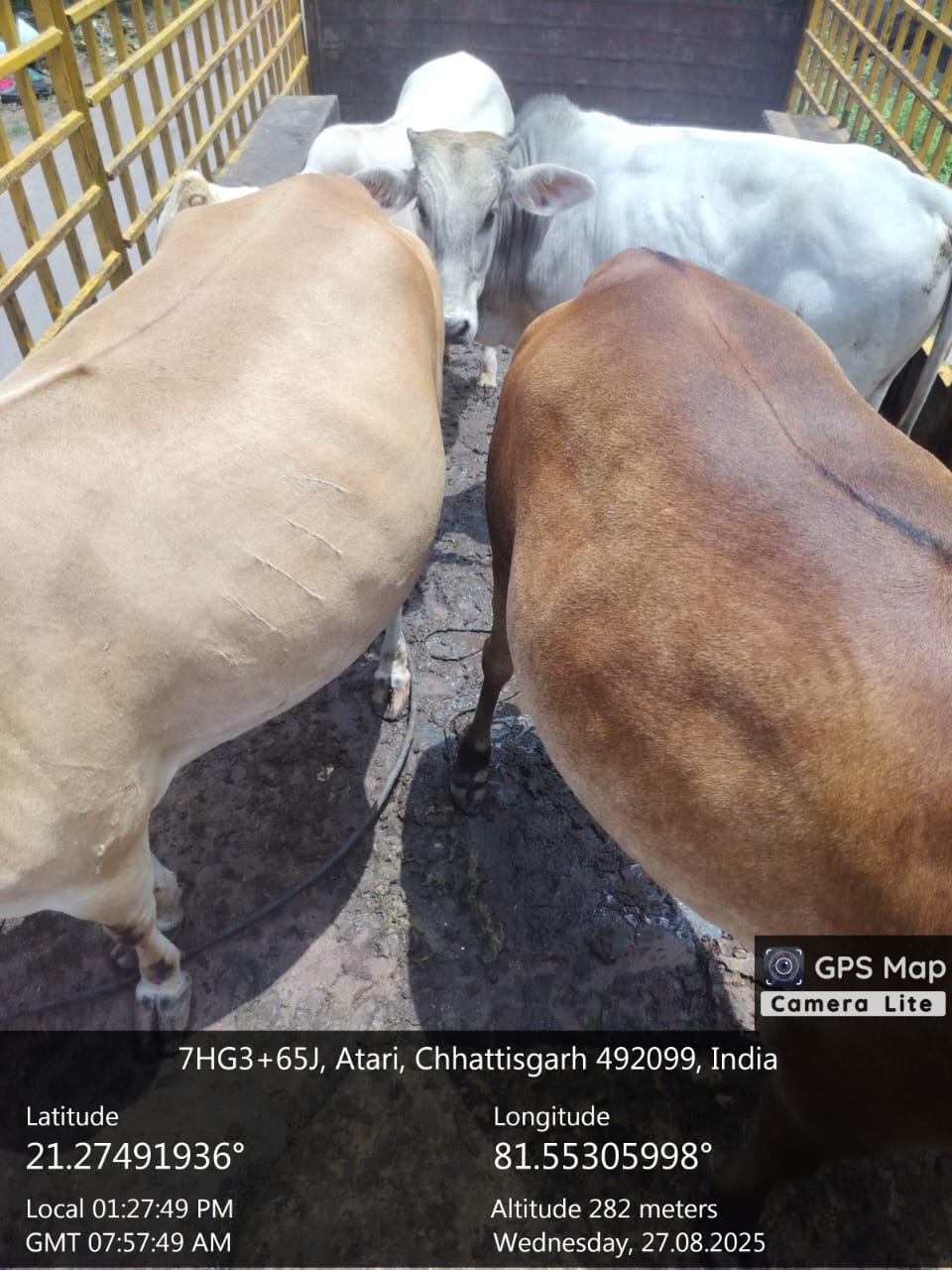 अभियान चलाकर 25 दिनों में 1312 आवारा पशुओं को धरपकड़ कर गौठानों में भेजा गया अभियान चलाकर 25 दिनों में 1312 आवारा पशुओं को धरपकड़ कर गौठानों में भेजा गया