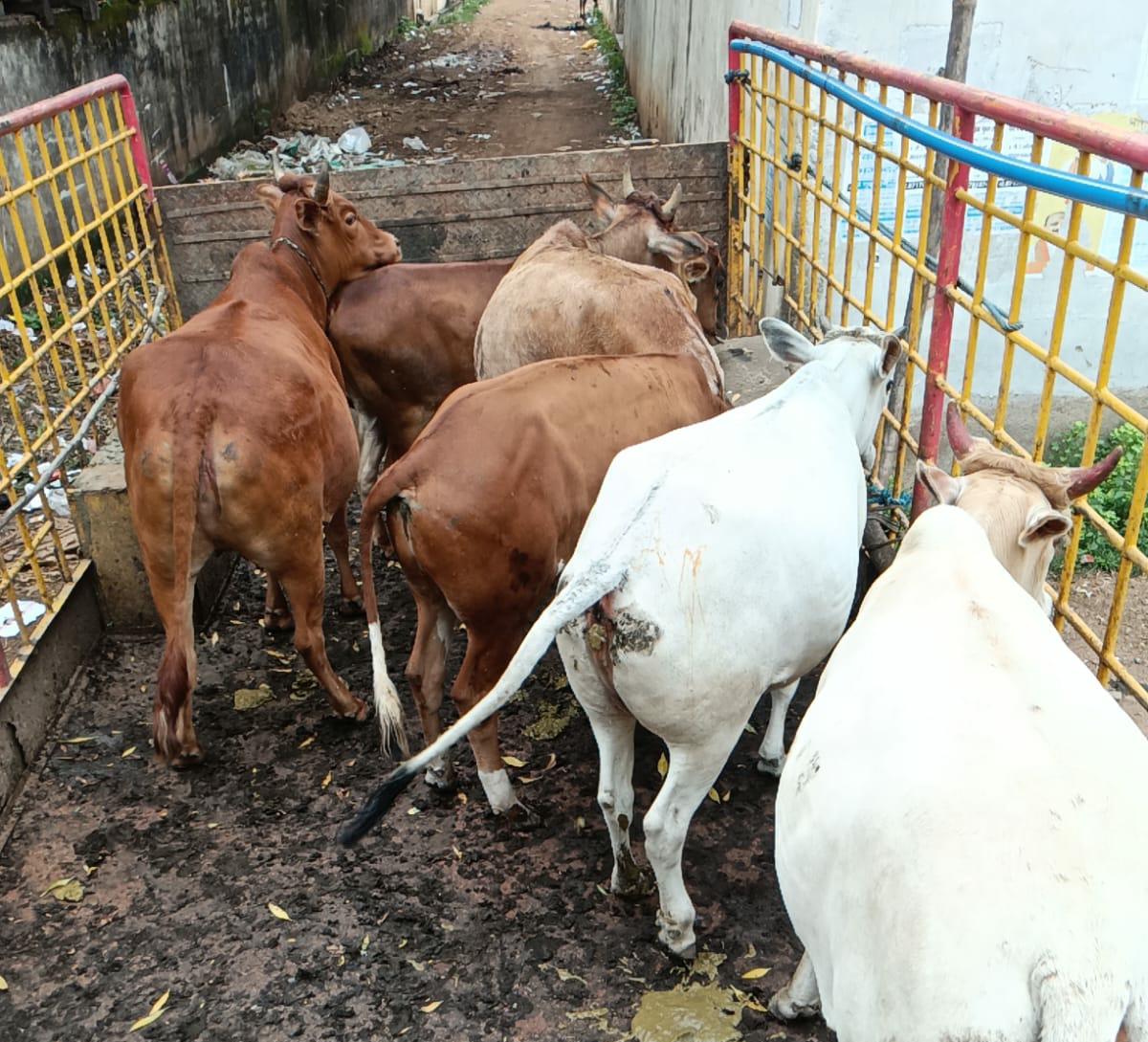 31 दिनों में 1588 आवारा पशुओं को धरपकड़ कर गौठानों में भेजा 31 दिनों में 1588 आवारा पशुओं को धरपकड़ कर गौठानों में भेजा