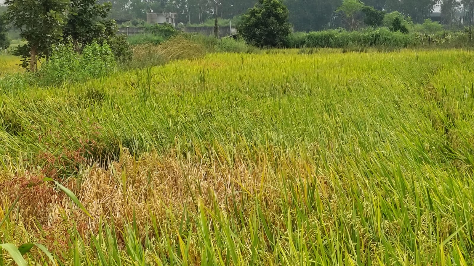 धान फसल में कीट एवं रोग प्रबंधन धान फसल में कीट एवं रोग प्रबंधन