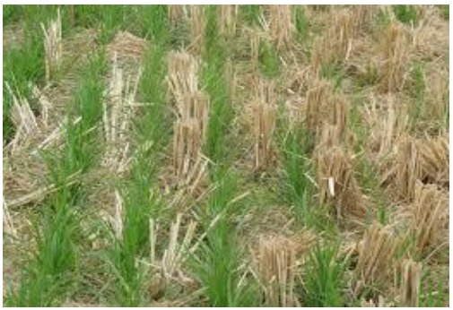 किसानों को बिना जुताई गेंहू बोने और जीरो टिलेज सीड ड्रिल पद्धति से खेती करने की सलाह किसानों को बिना जुताई गेंहू बोने और जीरो टिलेज सीड ड्रिल पद्धति से खेती करने की सलाह