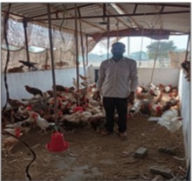 पक्के मुर्गी शेड ने बढ़ाई हितग्राही की आय,आजीविका हुई सुदृढ़ पक्के मुर्गी शेड ने बढ़ाई हितग्राही की आय,आजीविका हुई सुदृढ़