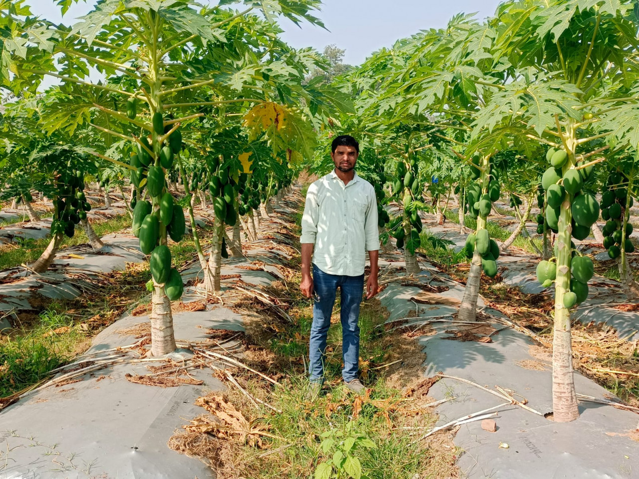 राष्ट्रीय बागवानी मिशन के समर्थन से पपीते की खेती बनी किसानों की आय का माध्यम राष्ट्रीय बागवानी मिशन के समर्थन से पपीते की खेती बनी किसानों की आय का माध्यम