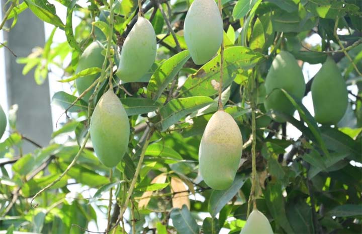 शासकीय उद्यान रोपणी पेण्ड्री की बगिया ग्रीष्म ऋतु में भी खुबसूरत फूलों से गु शासकीय उद्यान रोपणी पेण्ड्री की बगिया ग्रीष्म ऋतु में भी खुबसूरत फूलों से गु
