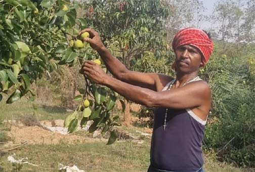 ’नाशपाती की खेती से बदल रही किसानों की तस्वीर’ ’नाशपाती की खेती से बदल रही किसानों की तस्वीर’