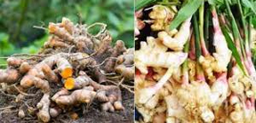 मसाला क्षेत्र विस्तार अंतर्गत किसानों को हल्दी एवं अदरक की खेती पर मिलेगी सब्सिडी मसाला क्षेत्र विस्तार अंतर्गत किसानों को हल्दी एवं अदरक की खेती पर मिलेगी सब्सिडी