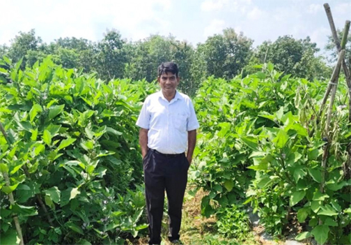 ग्राफ्टेड बैंगन की खेती से बदली किसान की तकदीर ग्राफ्टेड बैंगन की खेती से बदली किसान की तकदीर