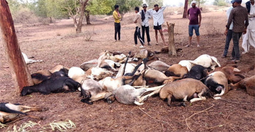 धमतरी में आकाशीय बिजली से 40 भेड़-बकरियों की मौत धमतरी में आकाशीय बिजली से 40 भेड़-बकरियों की मौत