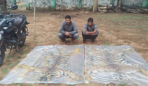 वन विभाग की बड़ी कार्रवाई : दो बाघ की खाल के साथ दो तस्कर गिरफ्तार वन विभाग की बड़ी कार्रवाई : दो बाघ की खाल के साथ दो तस्कर गिरफ्तार