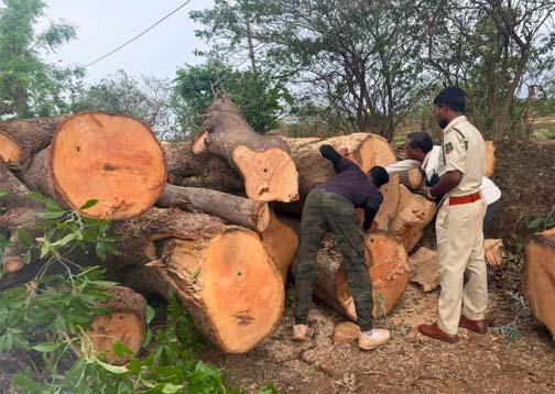 भीमभौरी में अवैध वृक्ष कटाई पर प्रशासन की बड़ी कार्रवाई भीमभौरी में अवैध वृक्ष कटाई पर प्रशासन की बड़ी कार्रवाई