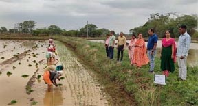 एल-नीनो के संभावित प्रभाव के दृष्टिगत किसानों को धान की बोनी एवं रोपा फसल में समय पर खरपतवार प्रबंधन के संबंध में दी गई समसामयिक सलाह एल-नीनो के संभावित प्रभाव के दृष्टिगत किसानों को धान की बोनी एवं रोपा फसल में समय पर खरपतवार प्रबंधन के संबंध में दी गई समसामयिक सलाह