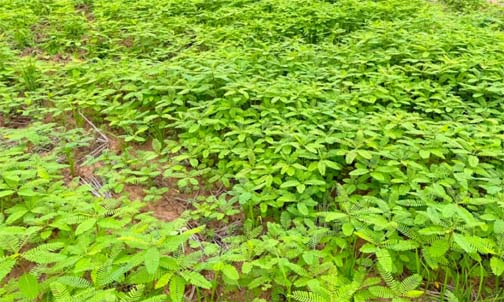 ढैंचा से बदली खेती की तस्वीर ढैंचा से बदली खेती की तस्वीर