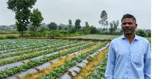 सूक्ष्म सिंचाई योजना से खेती बनी अधिक लाभकारी, ड्रिप सिंचाई अपनाकर किसान ने बढ़ाया सब्जी उत्पादन सूक्ष्म सिंचाई योजना से खेती बनी अधिक लाभकारी, ड्रिप सिंचाई अपनाकर किसान ने बढ़ाया सब्जी उत्पादन