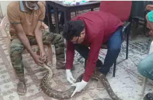 गंगरेल के जंगलों से गहरे जख्मों के साथ रेस्क्यू हुआ अजगर गंगरेल के जंगलों से गहरे जख्मों के साथ रेस्क्यू हुआ अजगर