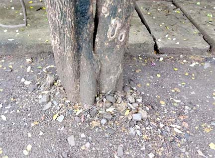 70 से अधिक विभागीय टीमों ने संभाला मोर्चा, शहर भर में एक साथ चल रहा है ट्री गार्ड हटाओ अभियान 70 से अधिक विभागीय टीमों ने संभाला मोर्चा, शहर भर में एक साथ चल रहा है ट्री गार्ड हटाओ अभियान